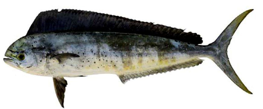 Coryphaena hippurus_02